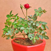 Order Red Rose Heart Plant Combo Online
