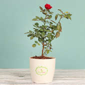 Red Rose Plant Online