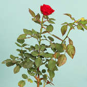 Send Red Rose Plant Online