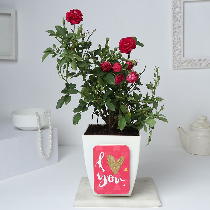 Buy Rose Plant Online