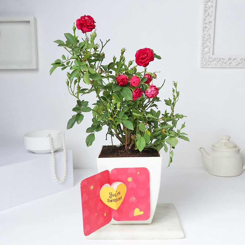 Buy Rose Plant Online