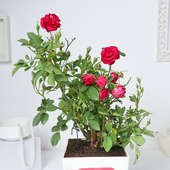 Buy Rose Plant Online