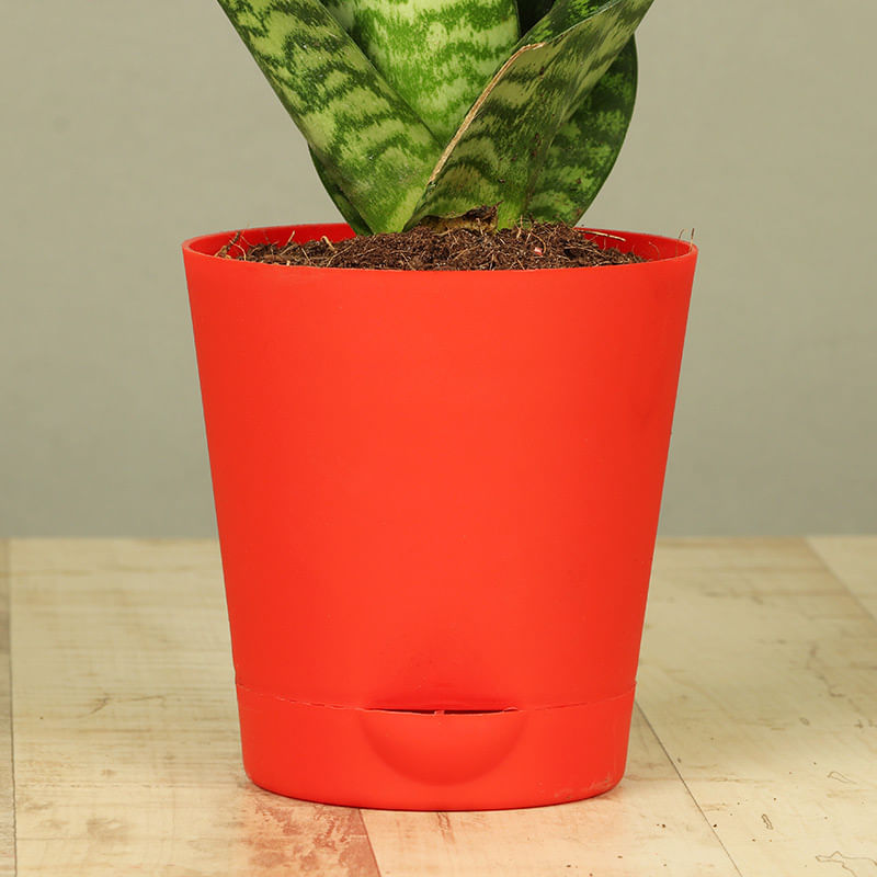 Buy Snake Plant Online