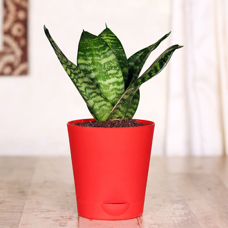 Shop Snake Plant Online