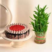 Red Velvet Cake N Lucky Bamboo Plant