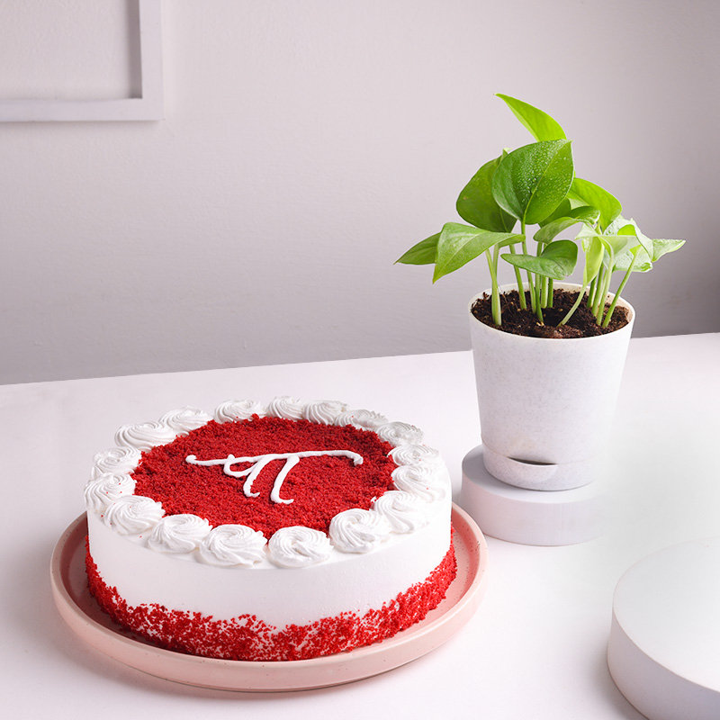 Red Velvet Cake With Money Plant
