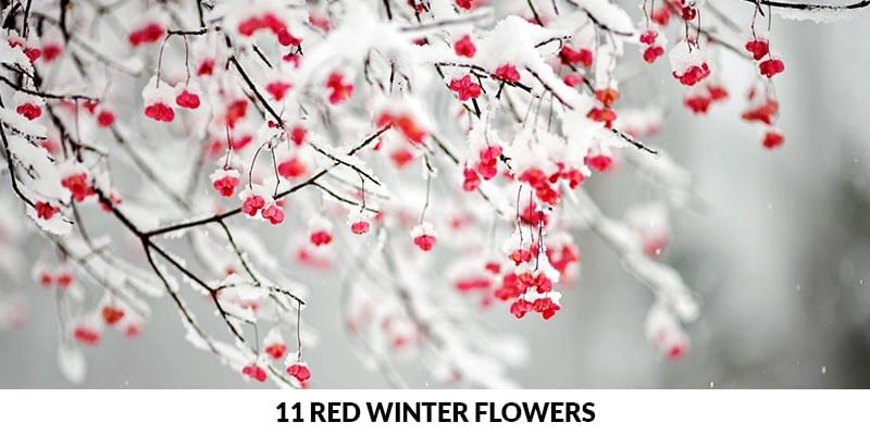 11 Red Winter Flowers