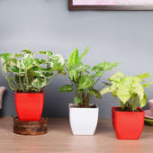 Refreshing Exotic Combo - Good Luck and Foliage Plant Indoor in Blossom Vases