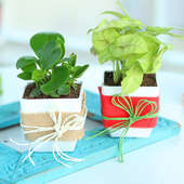 Peperomia and Syngonium Plant in Jute and Non Woven Paper Packing