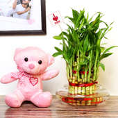 Teddy Soft Toy and 3 Layer Bamboo Plant Combo Gift