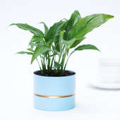 Refreshing Peace Lily