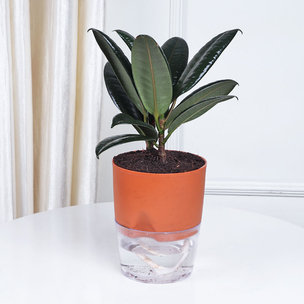 Buy Refreshing Rubber Plant Online
