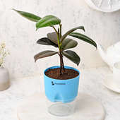 Buy Refreshing Rubber Plant Online