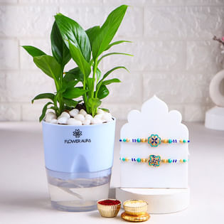Regal Teal Rakhi Duo With Peace Lily Plant