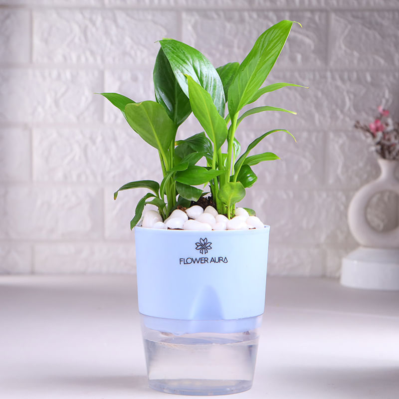 Product Image Video