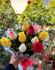 Paradise Mixed Roses Bouquet