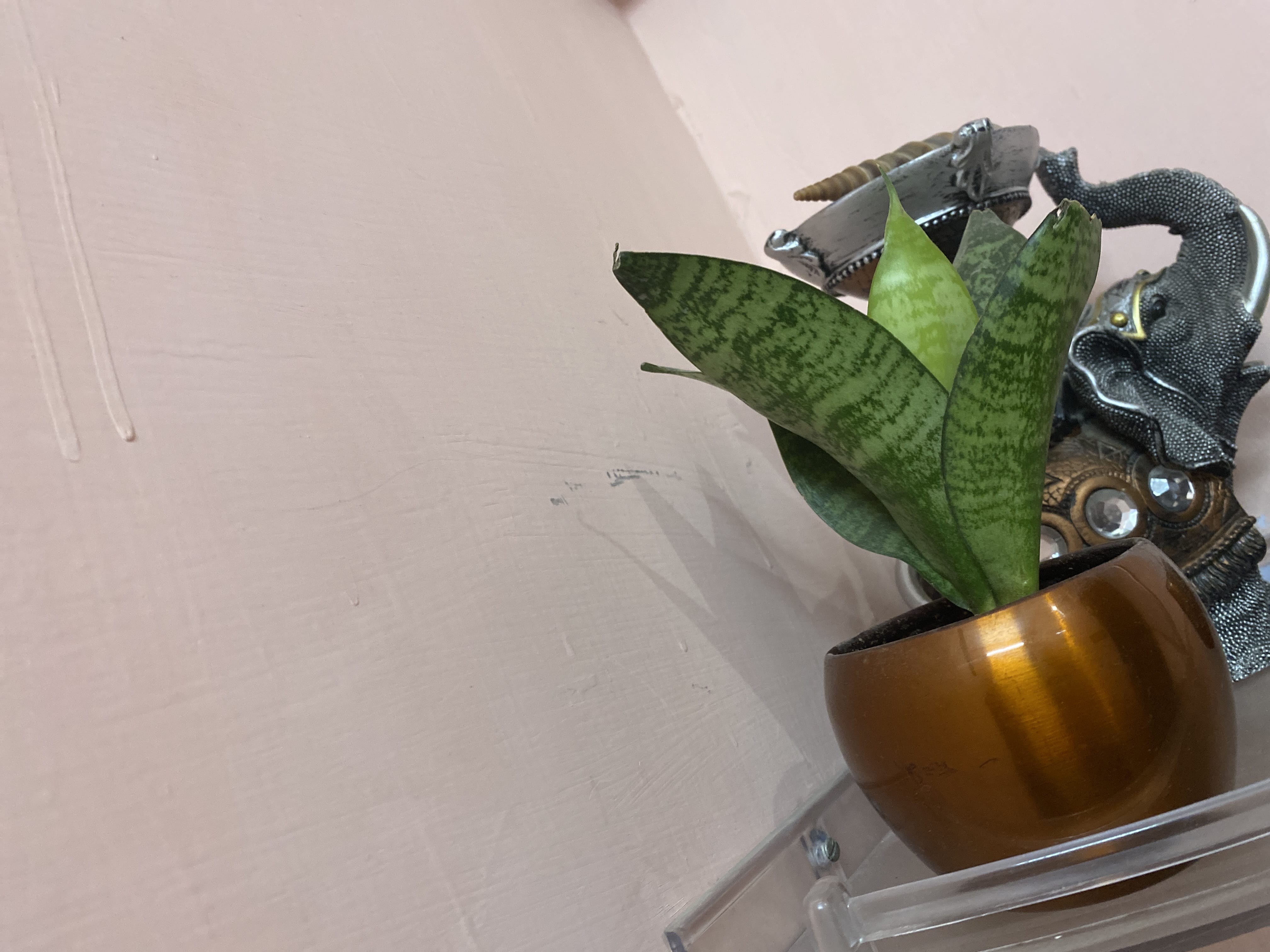 https://imgcdn.floweraura.com/review_cust/image_3.jpg