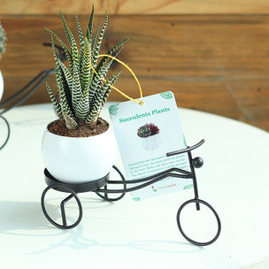 Riding Haworthia Plant Online - Succulent and Cactus Plant Indoors in Bicycle Vase