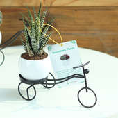 Riding Haworthia Plant Online - Succulent and Cactus Plant Indoors in Bicycle Vase