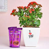 Romantic Kalanchoe Plant Combo - Valentines gift