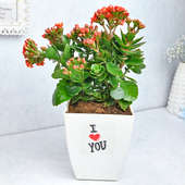 Romantic Kalanchoe Plant - Valentines day gift