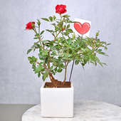 Romantic Valentines Red Rose Plant