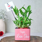 Rose Day Lucky Bamboo
