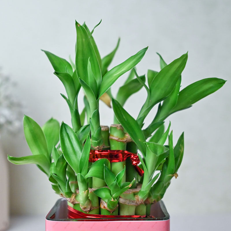Buy Lucky Bamboo Plant