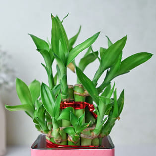 Buy Lucky Bamboo Plant