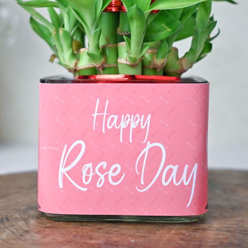 Buy Lucky Bamboo Plant Online