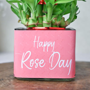 Buy Lucky Bamboo Plant Online