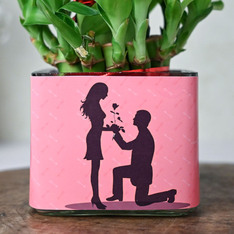 Lucky Bamboo Plant Online