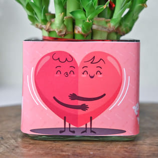 Shop Lucky Bamboo Plant Online