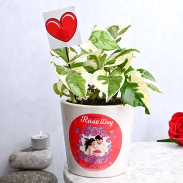 Send Flowering Red Rose Elegance In Terracotta Pot Plant Online, Price Rs.790 | FlowerAura