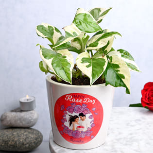 White Pothos Plant