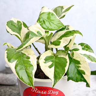 White Pothos Plant