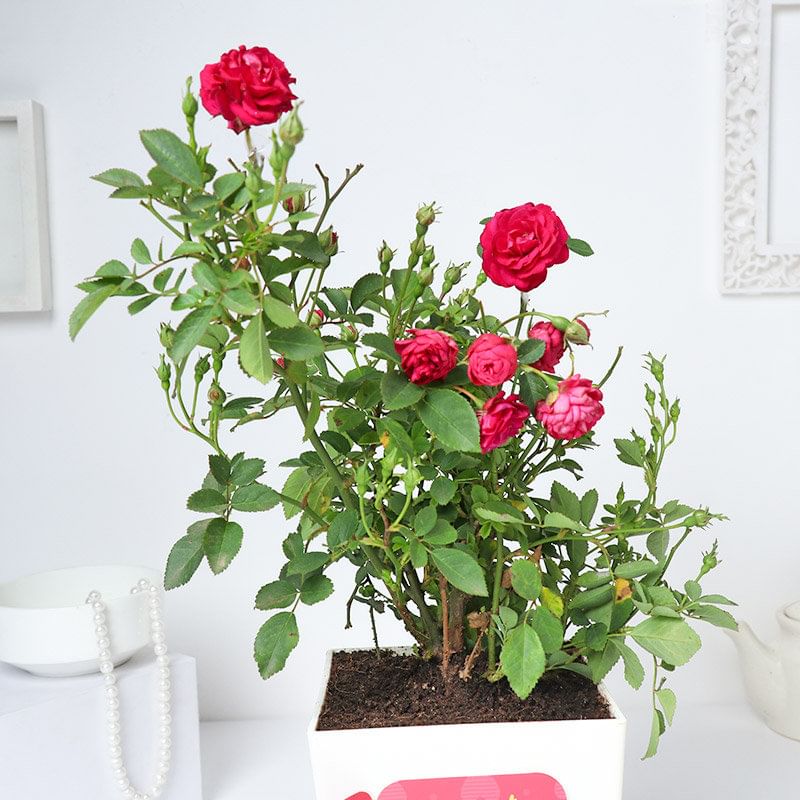 Buy Rose Plant Online