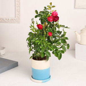 Buy Rose Plant In Blue N White Pot Online