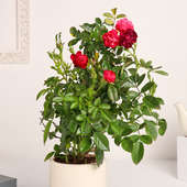 Order Rose Plant In Blue N White Pot Online