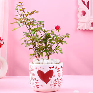 Rose Plant In Heart Valentine Terracota Pot