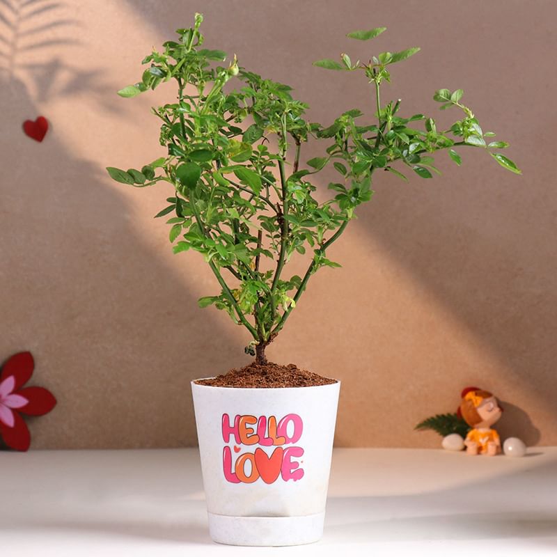 Rose Plant In Hello Love Pot