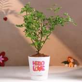 Rose Plant In Hello Love Pot