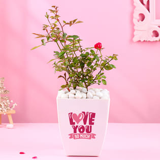 Rose Plant In Love Is In The Air Pot
