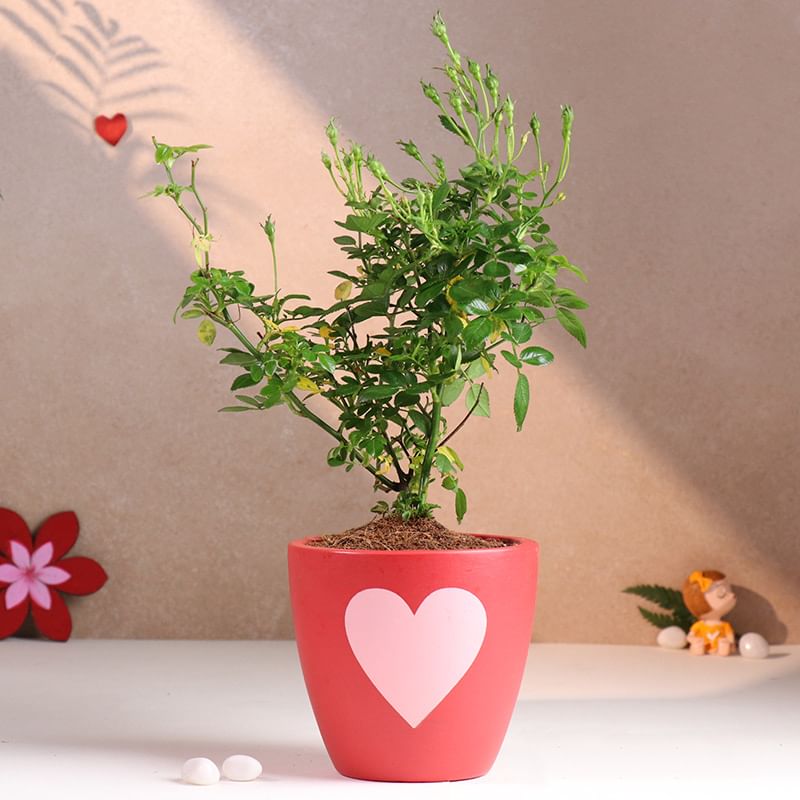 Rose Plant In Red Love Pot