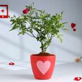 Rose Plant In Red Love Pot