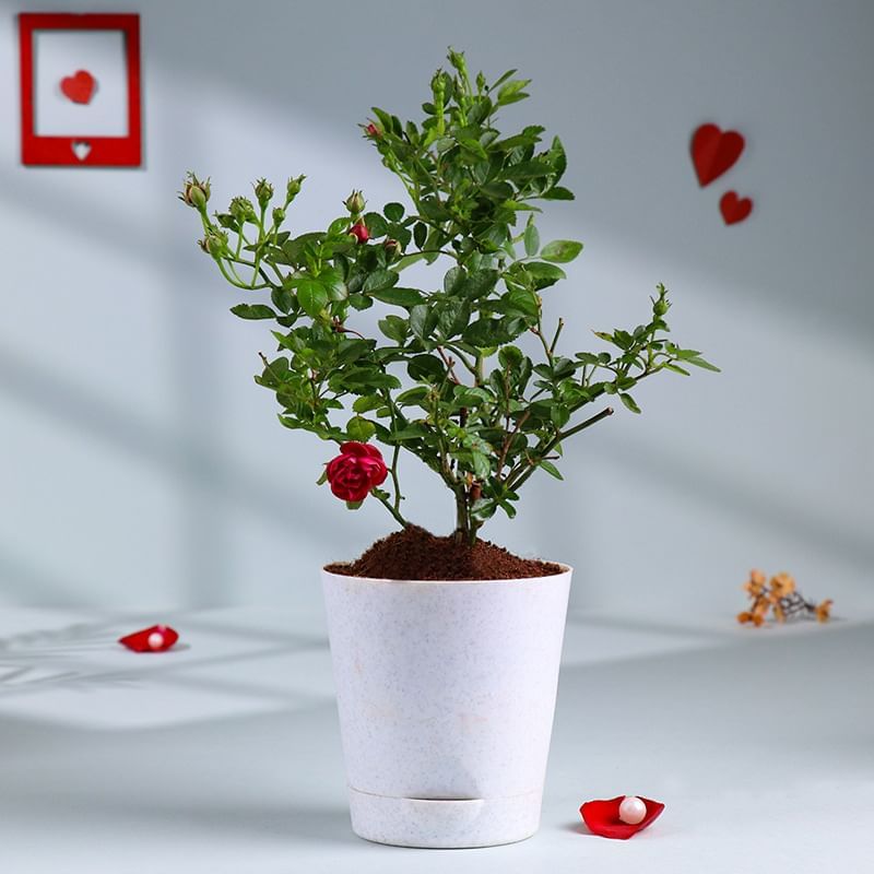 Rose Plant In White Pot