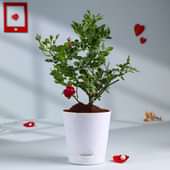 Rose Plant In White Pot