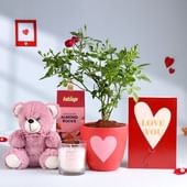 Rose Plant N Blooming Love Hamper