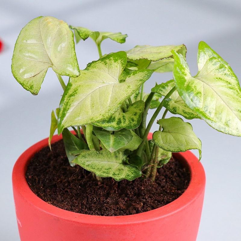 Product Image Video