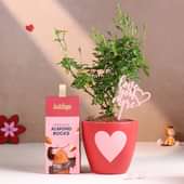 Rose Plant N Chocolate With Love You More Tag